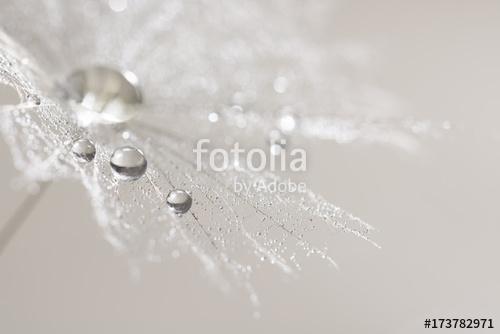 Macro of dandelion with silver drops of dew. Selective focus, Premium Kollekció
