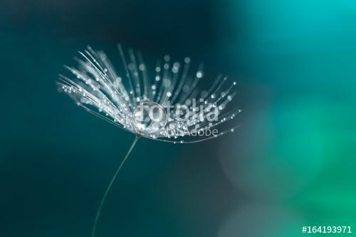 Water drop on a dandelion seed. Dandelion closeup., Premium Kollekció