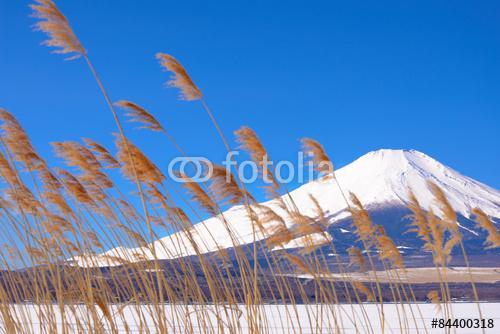 Mountain Fuji a füvön virágokkal elfújva az előtérben, Partner Kollekció