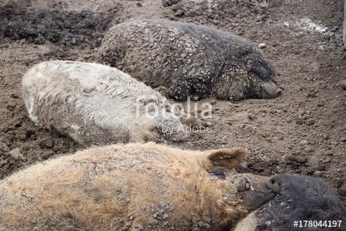 Mangalica magyar disznó fajta, Premium Kollekció