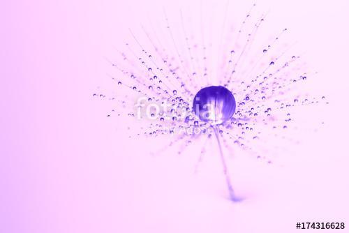 Purple water drop on the dandelion seed. Beautiful macro, artist, Premium Kollekció