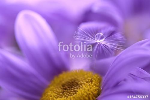 The seed of a dandelion with water drop on purple flower. Beauti, Premium Kollekció