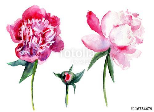 Watercolor pink peony, garden flower isolated on white backgroun, Premium Kollekció