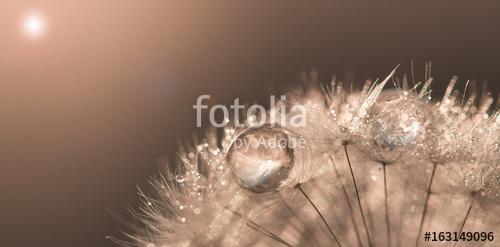 Dandelion with drops of gold and sunlight. Beautiful artwork mac, Premium Kollekció