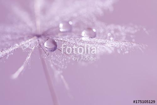 Drops of dew on a dandelion. A beautiful, stylish macro of a dan, Premium Kollekció