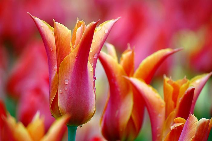 Színes tulipánok, 