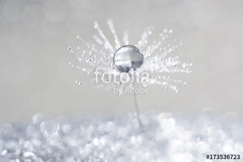 Dandelion with drops of dew in a silver color., Premium Kollekció