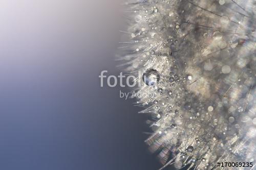 Silver water drops on the dandelion in the backlight. Dandelion , Premium Kollekció