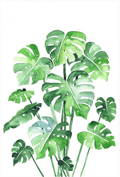 Monstera leaves set. Beautiful watercolor painting of a tropical, Premium Kollekció