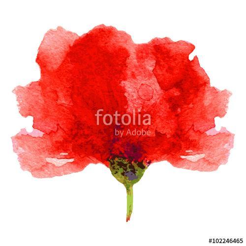 Watercolor poppy on a white background. Can be used for banner, , Premium Kollekció