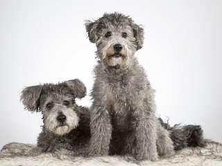 Pumi testvérek,  Pumi testvérek,