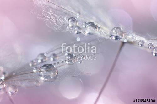 Dandelion with silvery drops of dew on a multi-colored gentle ba, Premium Kollekció