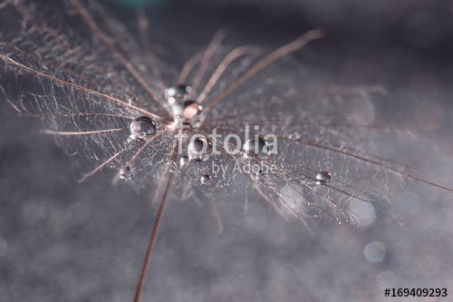 Macro of dandelion with drops of water or dew. Skin dandelion cl, Premium Kollekció