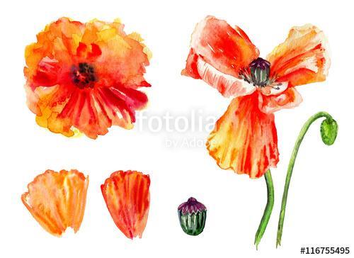 Watercolor red poppy, wild flower isolated on white background, , Premium Kollekció