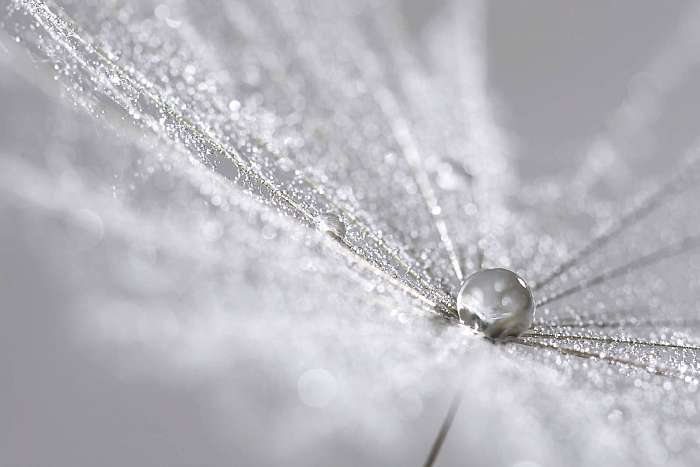 A silver drop on the dandelion seed. Abstract macro. Can be used, Premium Kollekció