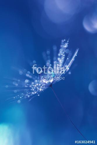 Dandelion with drops of water and a beautiful bokeh on a blue ba, Premium Kollekció