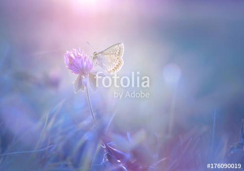 Gentle exquisite butterfly on a clover flower in spring in the s, Premium Kollekció