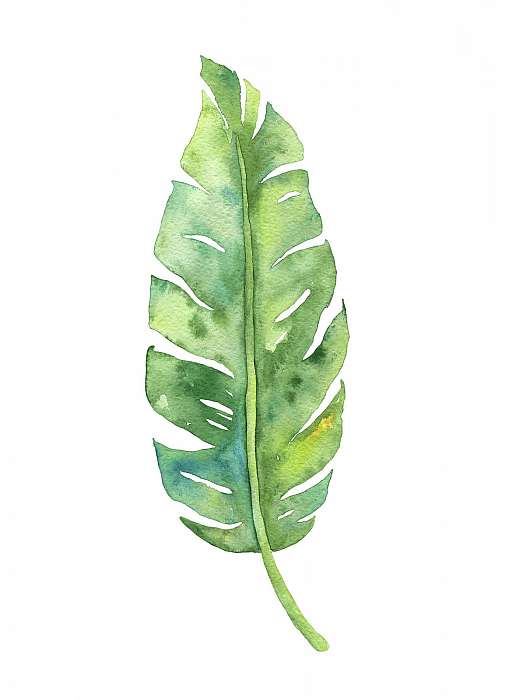 Tropical banana leaf illustration, Premium Kollekció