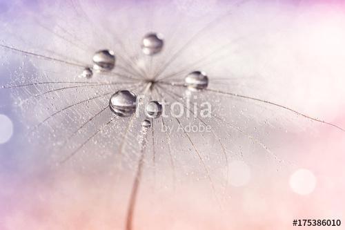 Silver droplets of dew on a dandelion.Selective focus. Dandelion, Premium Kollekció