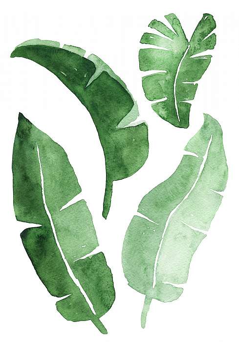 Tropical banana leaves set. Beautiful watercolor painting of a p, Premium Kollekció