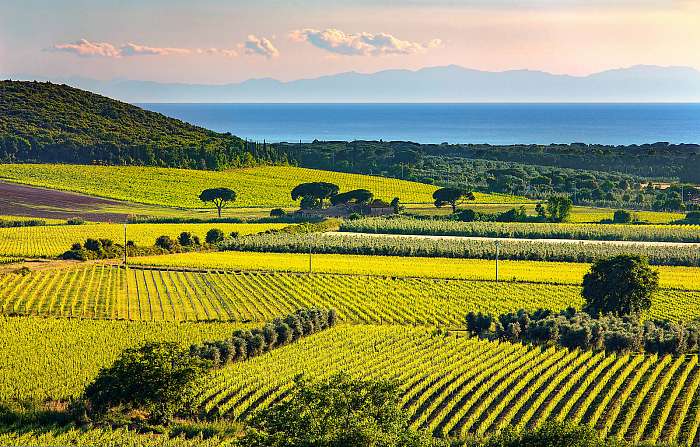 Bolgheri és Castagneto szőlőültetvény és Elba sziget. Maremma to, Premium Kollekció