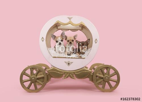 Három chihuahua kutya egy fából készült edzőn rózsaszín háttéren, Premium Kollekció