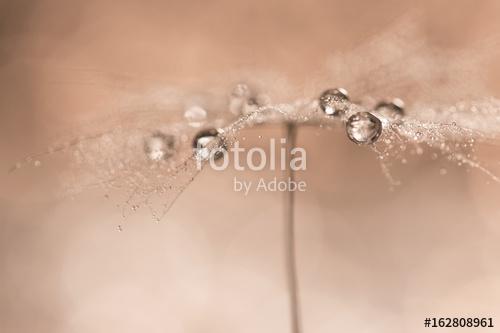 Drops on dandelions up close. Abstract photo with the dandelion., Premium Kollekció