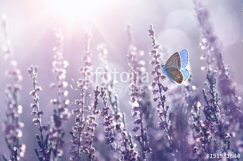 Surprisingly beautiful  colorful floral background. Heather flow, Premium Kollekció