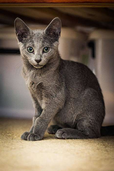 Orosz kék kiscica, Premium Kollekció