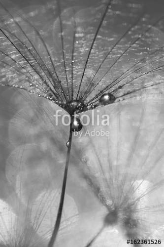 Dandelion with drops of water black and white photo. A beautiful, Premium Kollekció