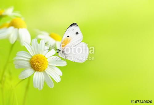 Delicate beautiful light green natural summer spring background , Premium Kollekció