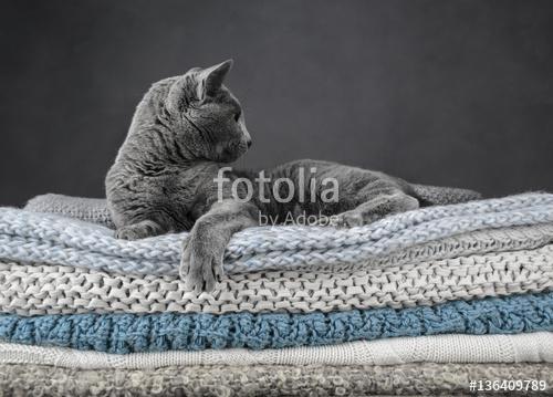 Orosz kék macska textileken, Premium Kollekció
