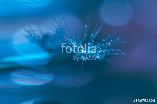 Water drops on a dandelion . Macro of a dandelion on a blue back, Premium Kollekció