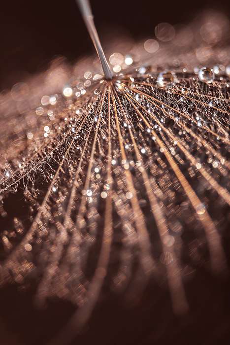 Abstract dandelion with water drops. Beautiful macro. Selective , Premium Kollekció