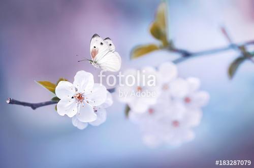 Beautiful white butterfly and branch of blossoming cherry in spr, Premium Kollekció