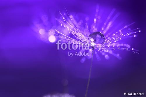 Purple background with water drops on a dandelion. An artistic i, Premium Kollekció