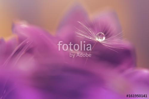 Macro of a dandelion. Dandelion with a drop of water in a purple, Premium Kollekció