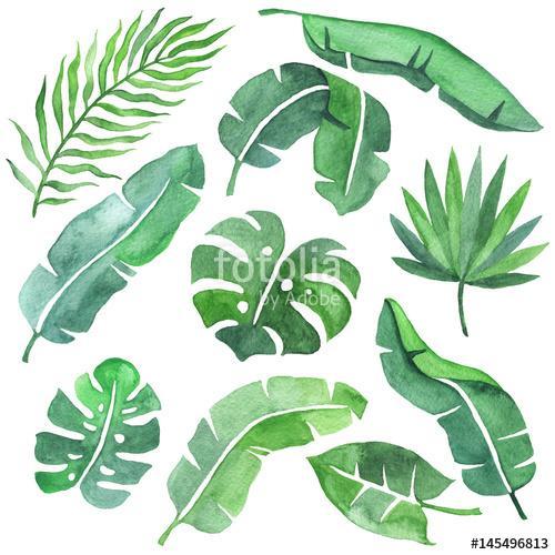 Tropical leaves set, Premium Kollekció