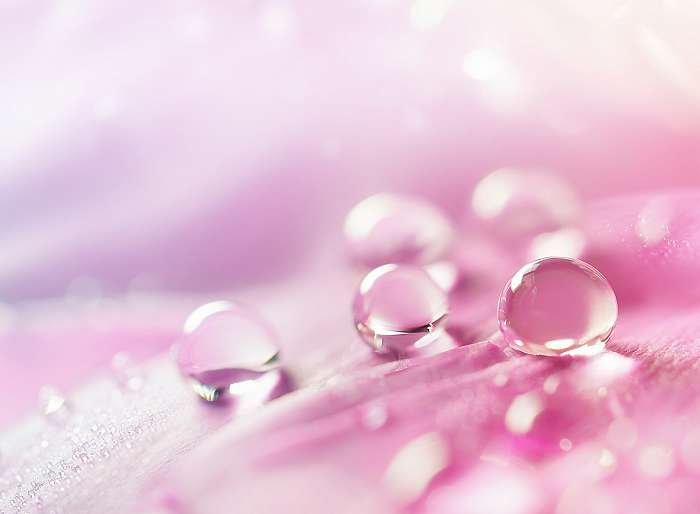 Kivonat természetes háttér gyönyörű vízcseppek rózsaszín, Premium Kollekció