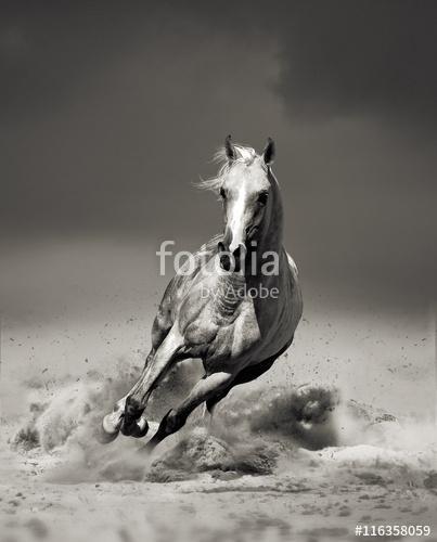 arab ló sivatagban fut, Premium Kollekció