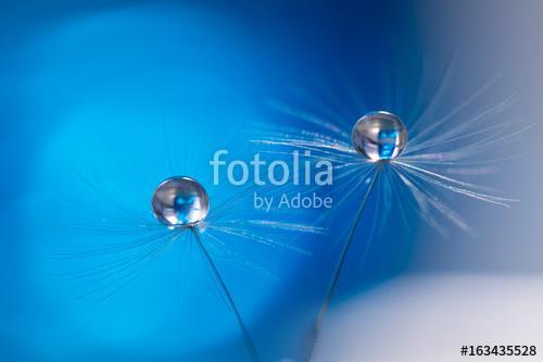 Beautiful dew drops on a dandelion seed macro. Beautiful soft li, Premium Kollekció