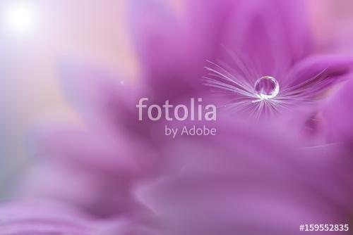 Dandelion seed with a water drop on a pink flower. Macro of a da, Premium Kollekció