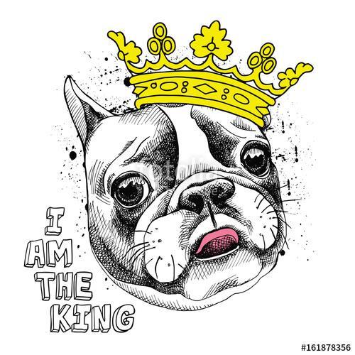 Image Portrait of French bulldog in a yellow crown. Vector illus, Premium Kollekció