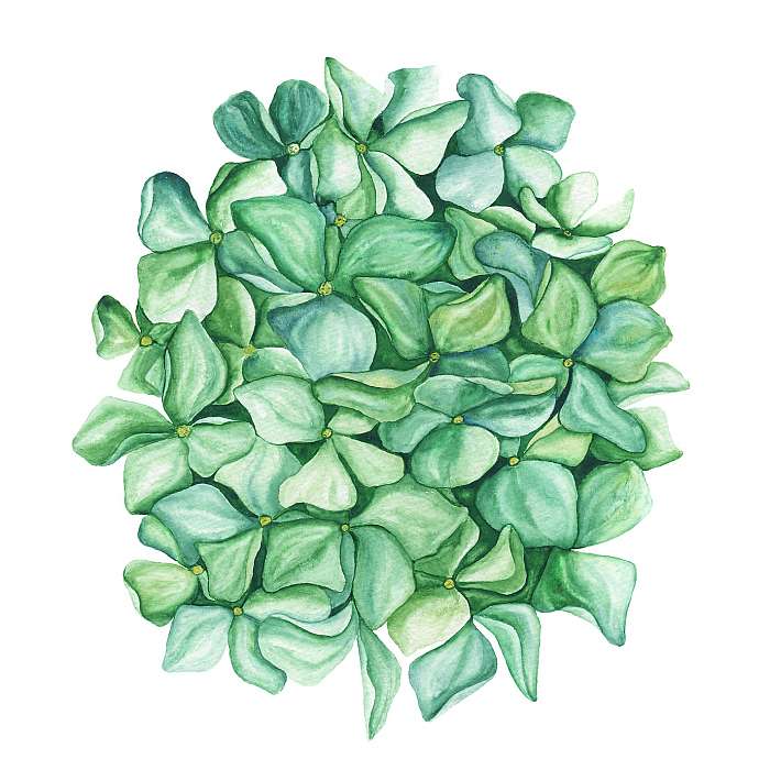 Green hydrangea flower art. Beautiful artistic backdrop. Ideal f, Premium Kollekció