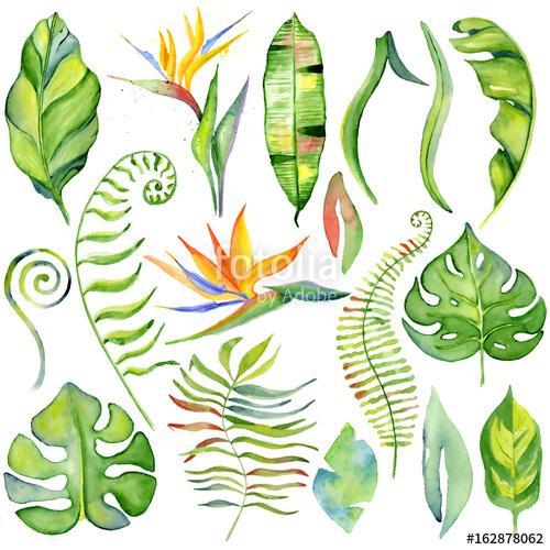 Watercolor tropical leaves, Premium Kollekció