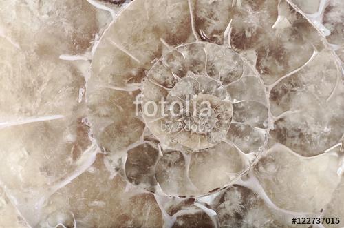 grey ammonite spiral closeup, Premium Kollekció