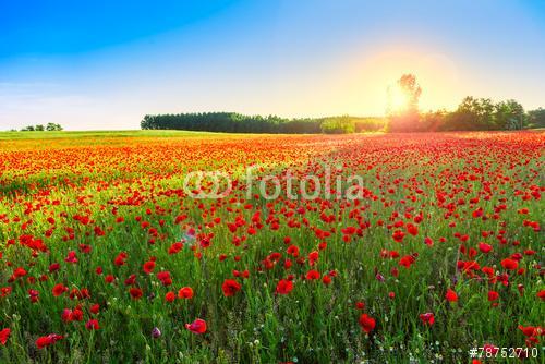 Poppies field at sunset, Premium Kollekció