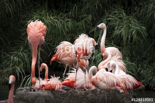 Nesting Flamingos Flock, Premium Kollekció