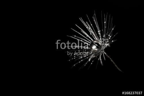 Dandelion seeds with dew drops on black background, closeup. Sil, Premium Kollekció