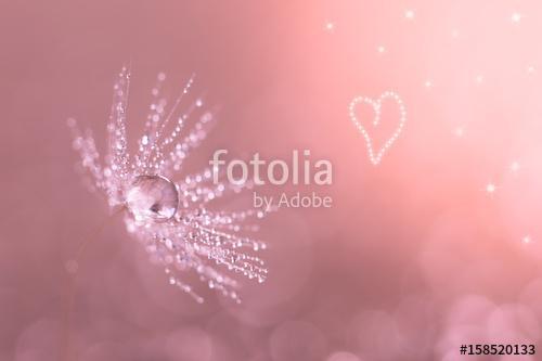 Dandelion closeup with water drops. Dandelion on a pink backgrou, Premium Kollekció